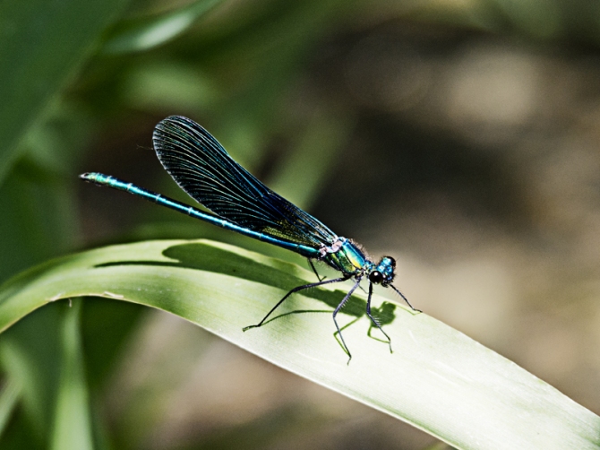 libélula azul de charca