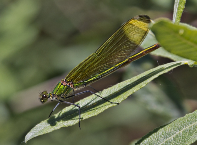 libélula verde de charca